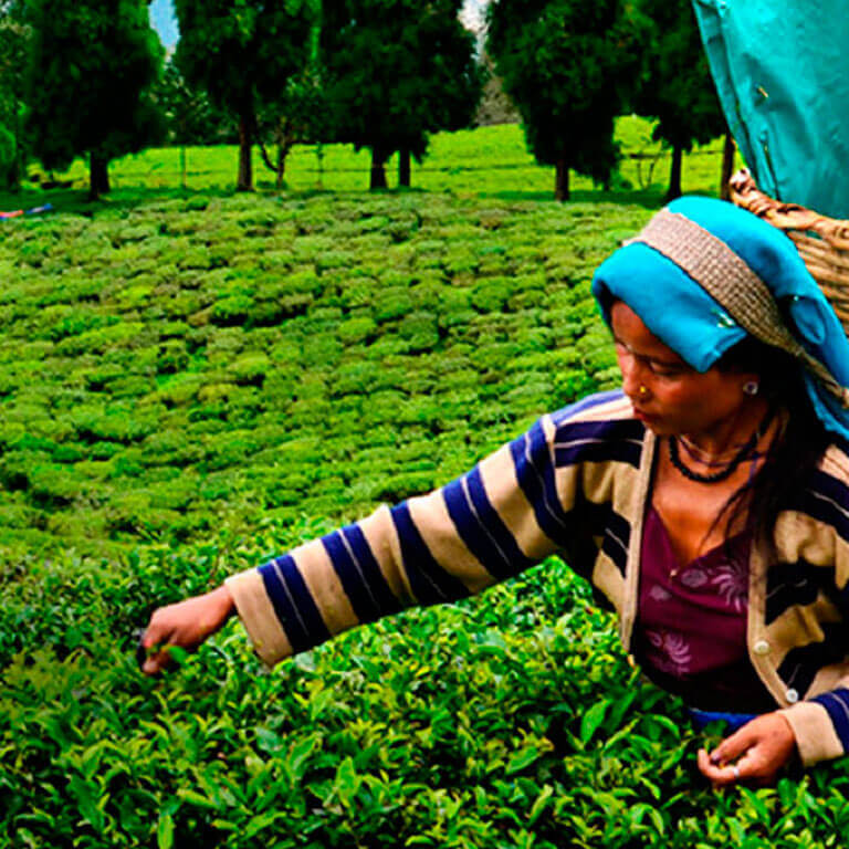 Sustainability_Mobile_1